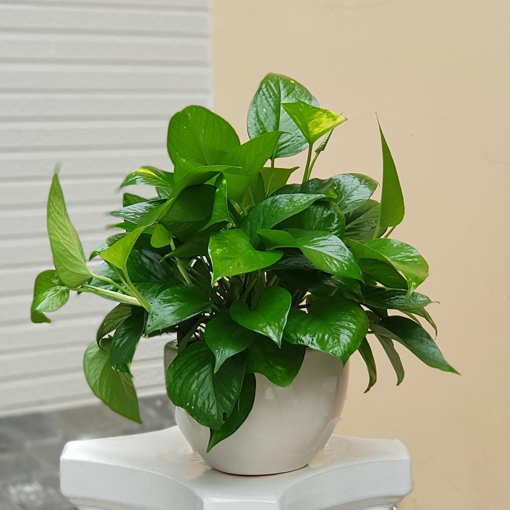Cây trầu bà không tạo cảm giác quá cứng, dễ kết hợp với chất liệu gỗ, mây, đá hoặc kim loại sơn màu trung tính