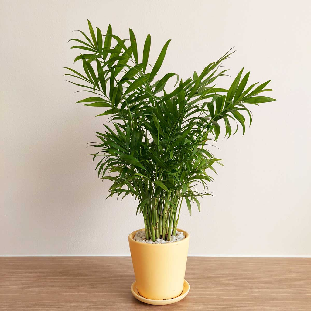 Cau tiểu trâm có tán lá nhỏ, hướng lên, phù hợp với những người muốn đưa cây xanh vào nhà nhưng không muốn không gian bị rậm