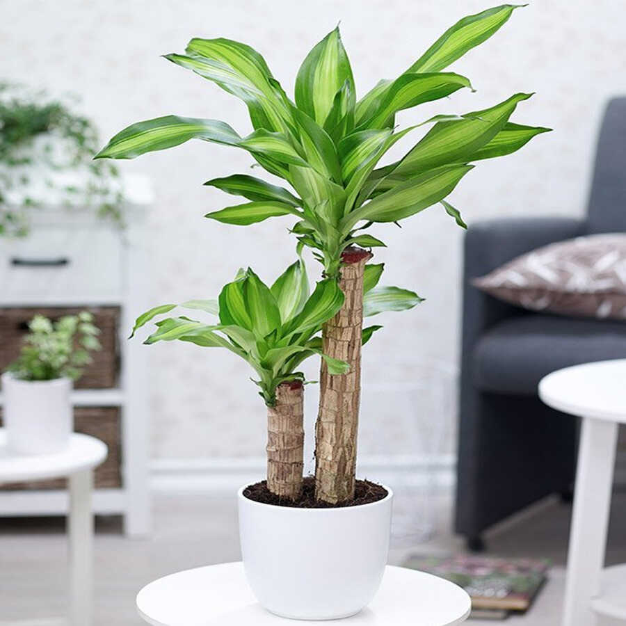 Tên gọi và hình dáng của thiết mộc lan thường khiến nhiều người liên tưởng đến sự phát triển, vững vàng