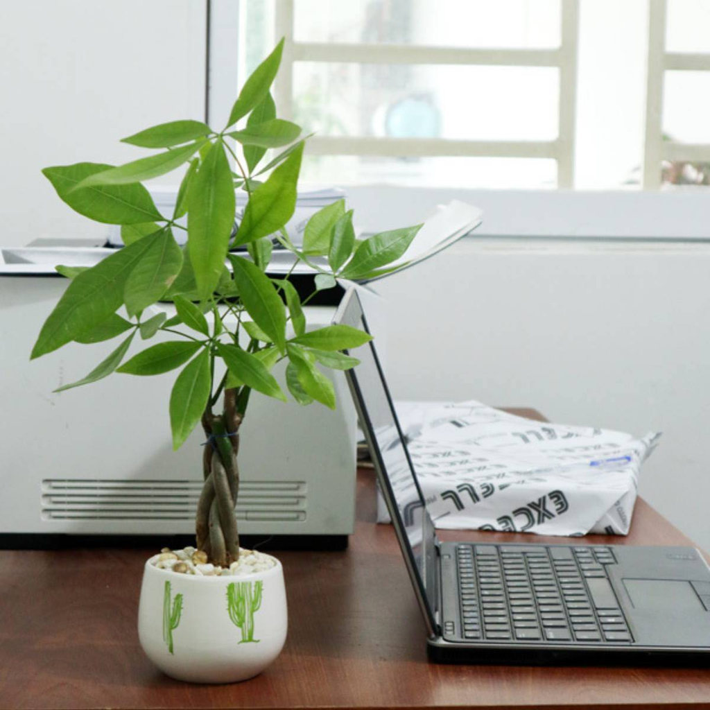 Phòng làm việc cần cây nhỏ, tán gọn, không tạo cảm giác vướng víu