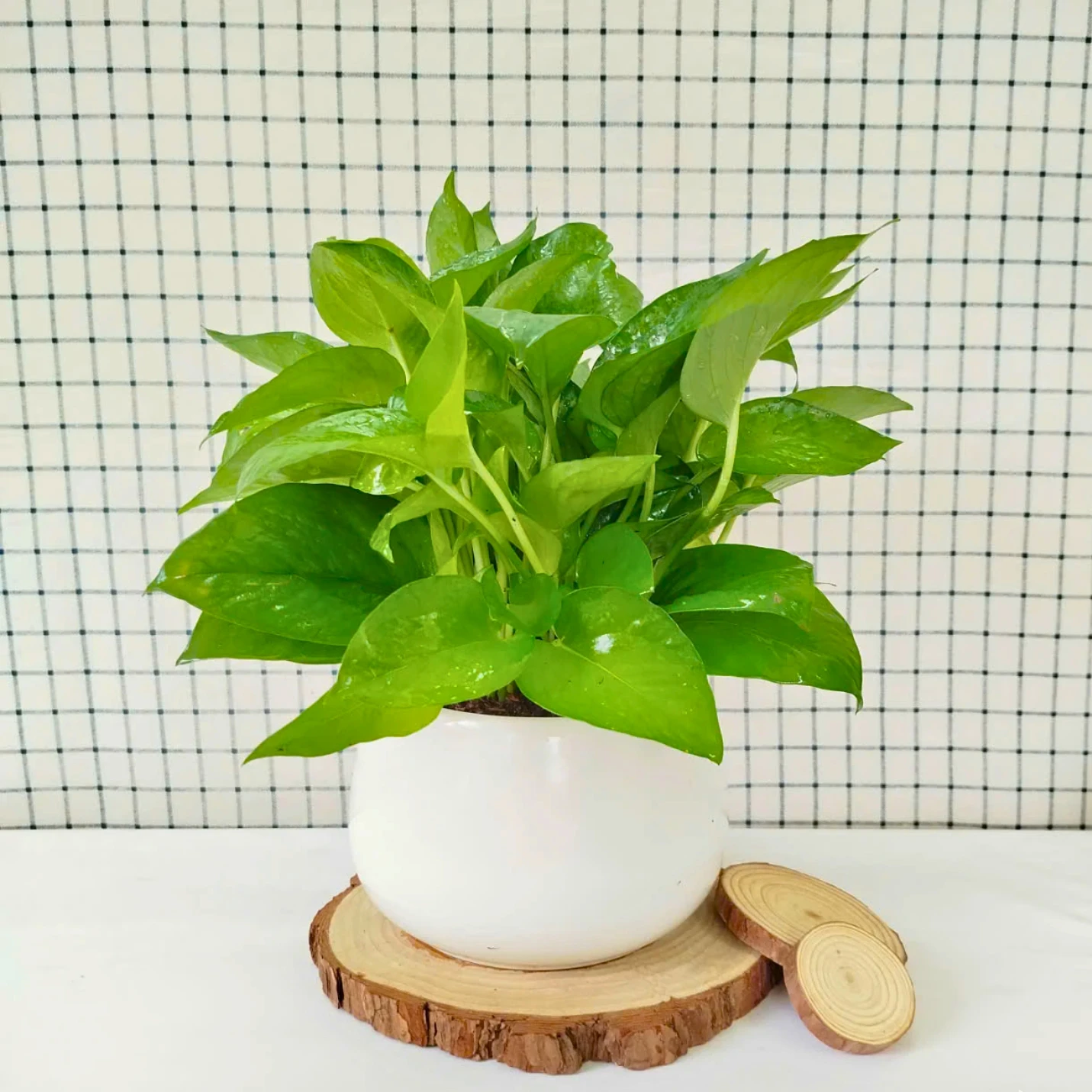 Trầu bà xanh là loại cây cảnh trong nhà phổ biến và dễ chăm sóc 