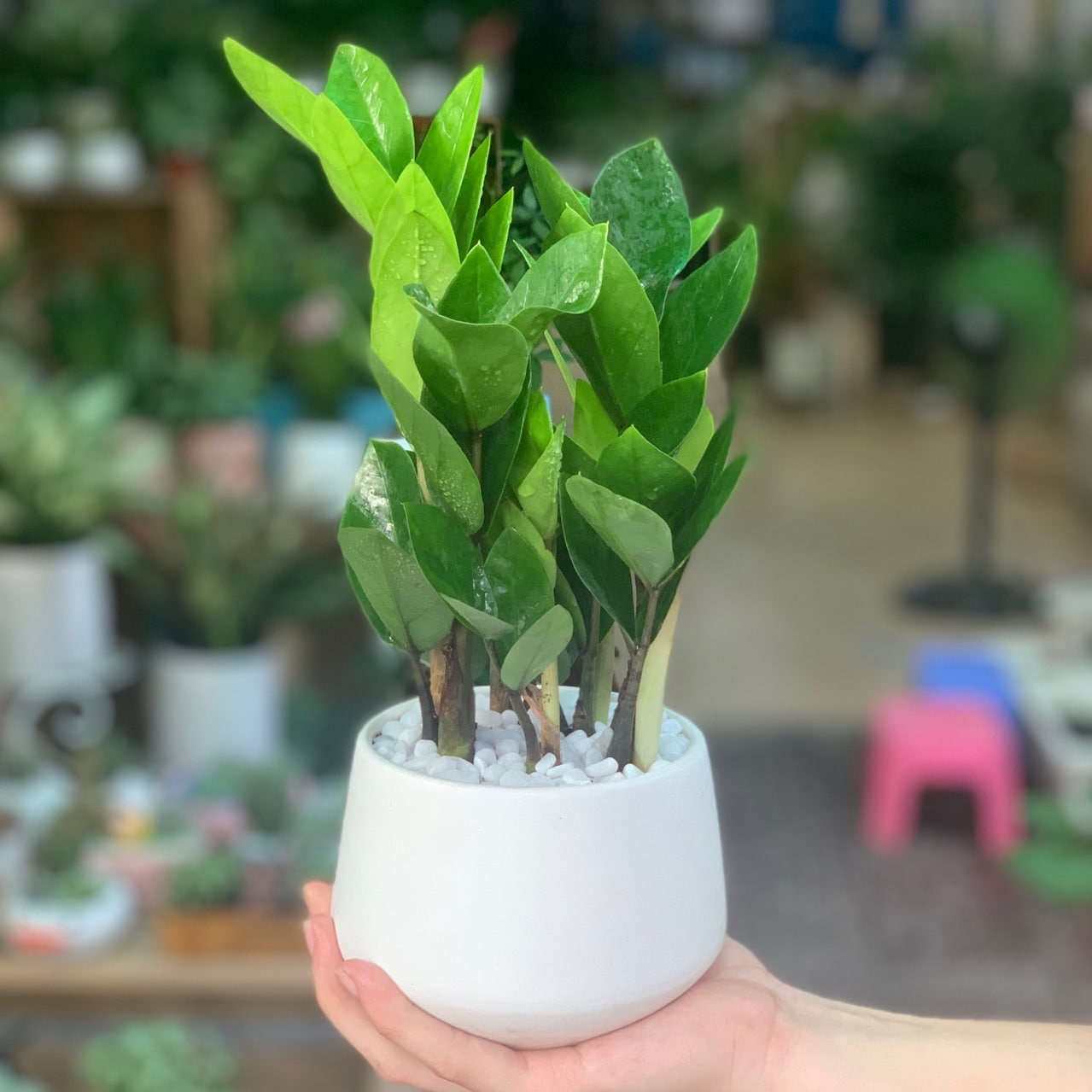 Với người mệnh Thủy, kim tiền có thể được phối cùng chậu trắng, bạc, xám hoặc đen