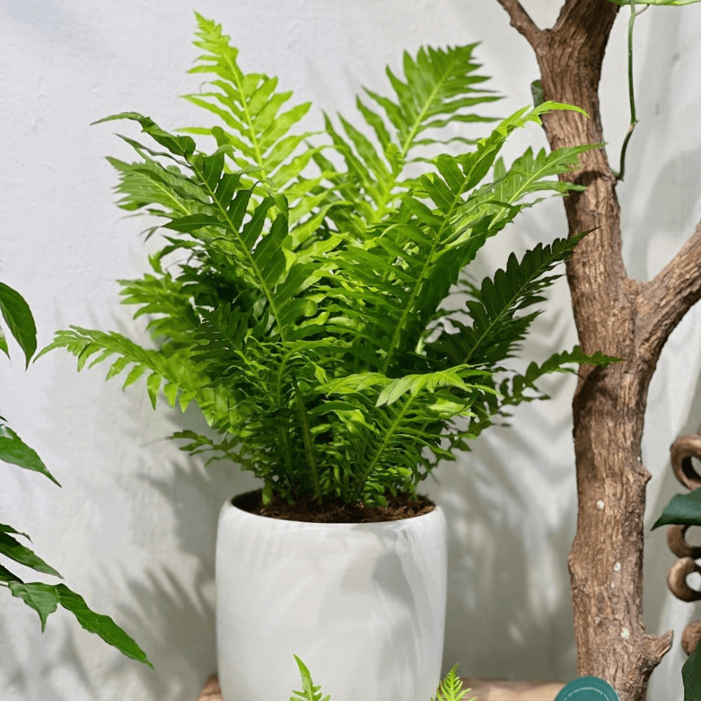  Không nên đặt quá nhiều chậu dương xỉ trong phòng nhỏ vì tán cây có thể làm tổng thể bị rối