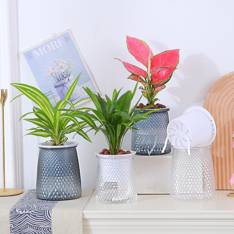 Chậu thủy tinh phù hợp cây trồng nước nhưng cần vệ sinh thường xuyên
