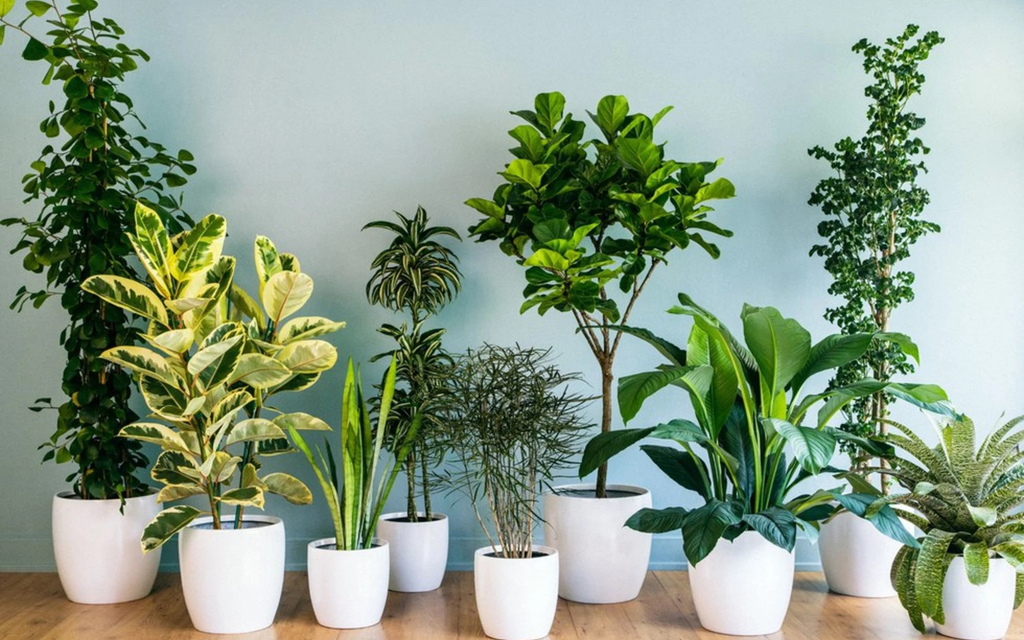 Nên chọn cây theo sự giao nhau của ba yếu tố: ý nghĩa phong thủy, điều kiện sinh trưởng và vai trò của cây trong bố cục nội thất