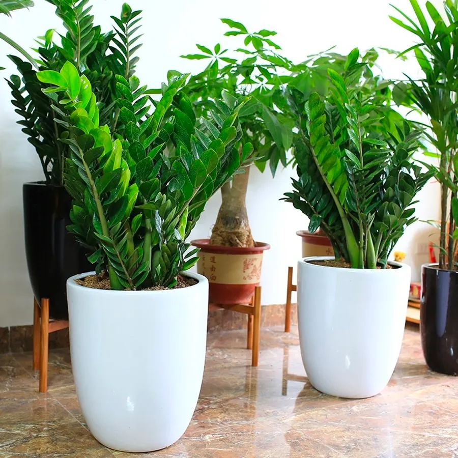 Kim tiền là một trong những loại cây thường được lựa chọn cho phòng khách, sảnh, văn phòng và khu vực tiếp khách