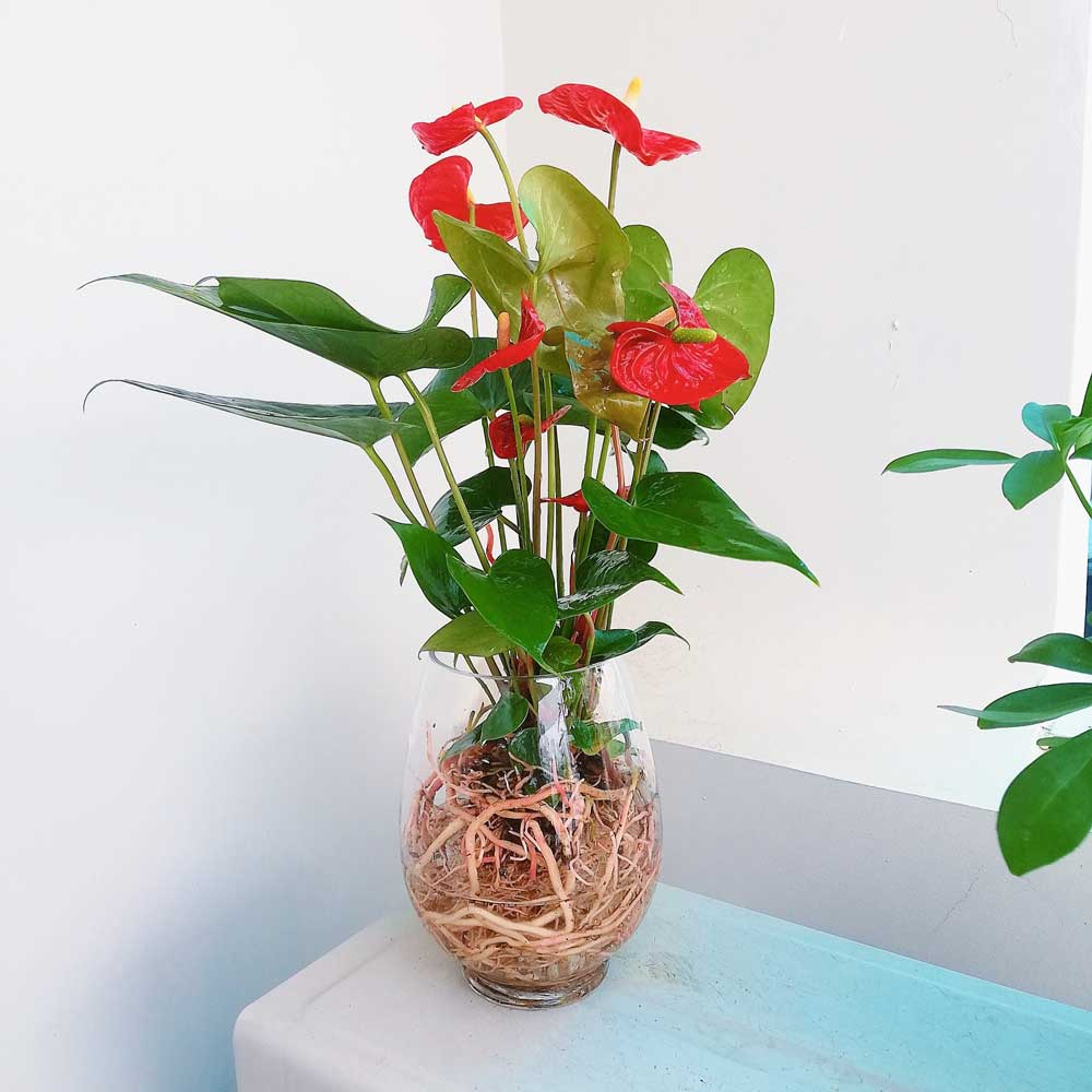 Hồng môn là lựa chọn phù hợp với gia chủ muốn bổ sung màu sắc thuộc Hỏa nhưng không muốn dùng quá nhiều phụ kiện đỏ trong phòng