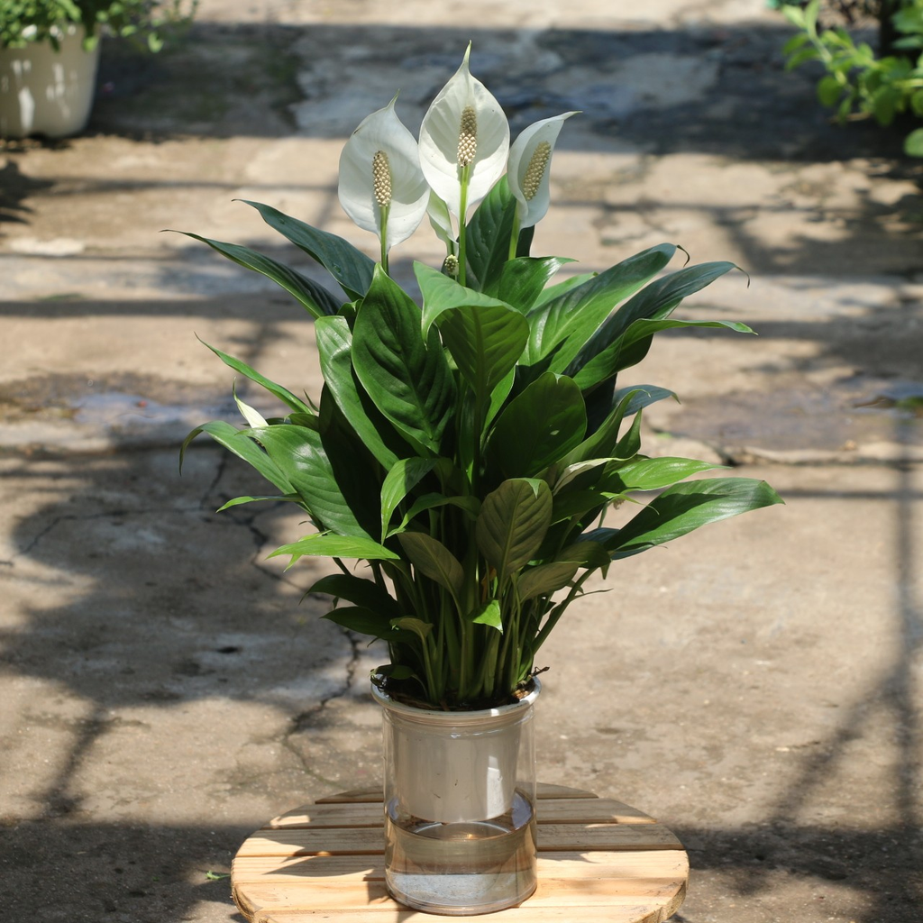 Lan ý là một trong những cây cảnh trong nhà thường được đặt ở phòng khách, bàn làm việc hoặc khu vực đọc sách