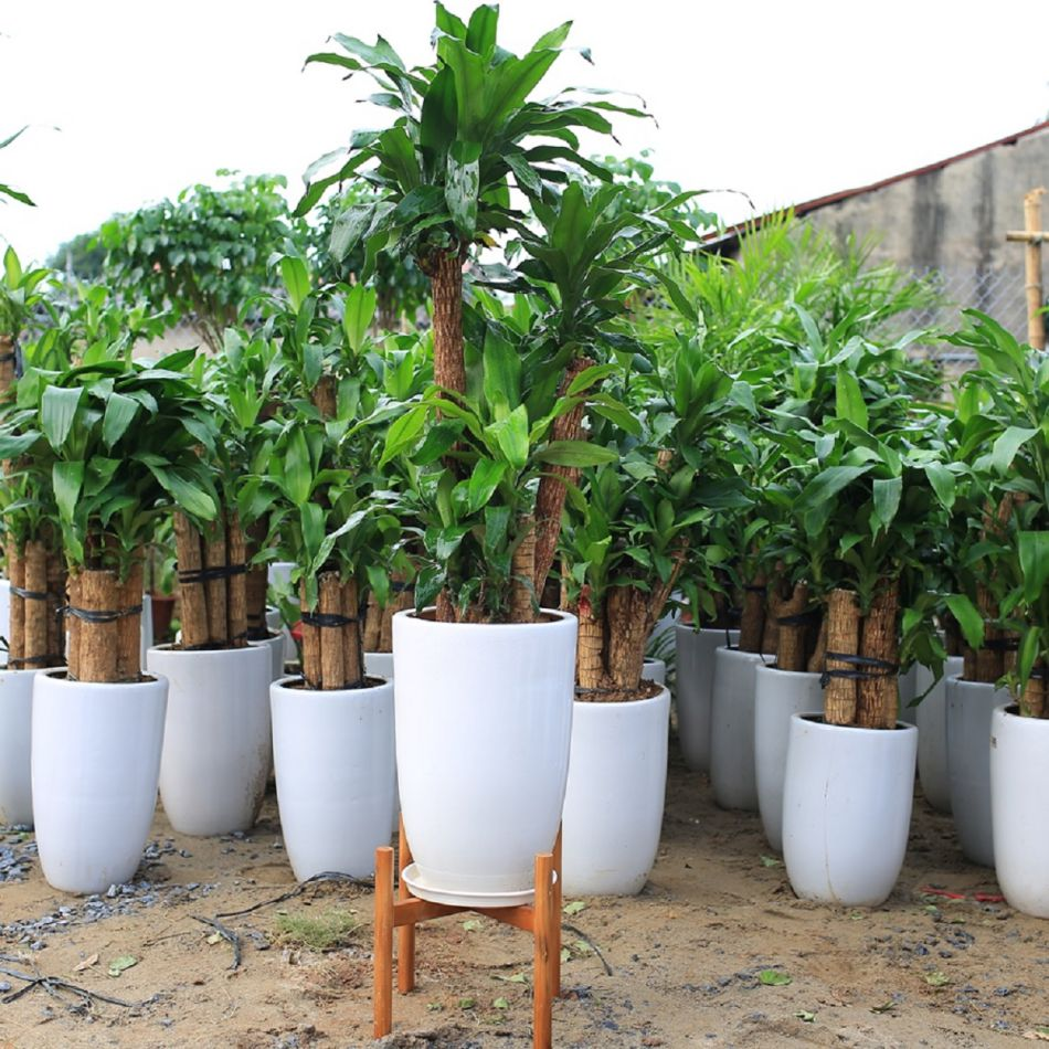 Thiết mộc lan tạo chiều cao nhờ thân đứng và lá dài