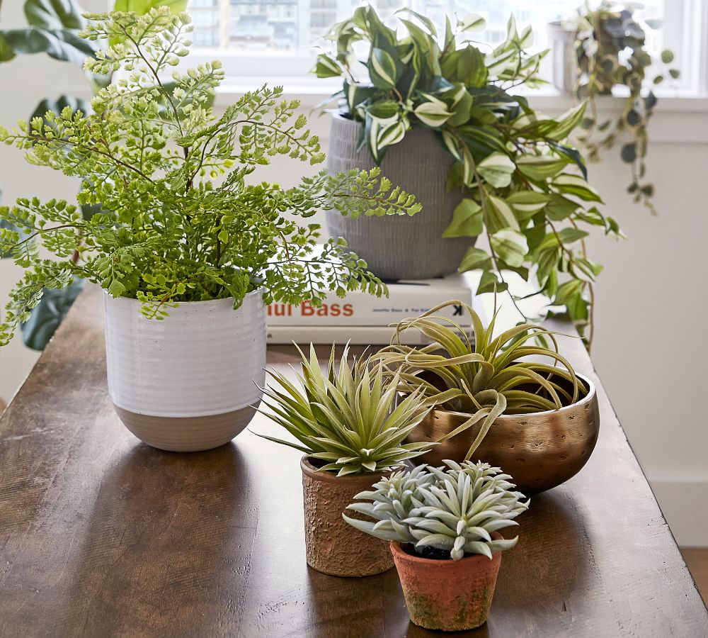 Với cây cảnh trong nhà cho người mệnh Kim, nên ưu tiên những loại có lá xanh kết hợp sắc trắng, vàng, bạc hoặc ánh kim nh
